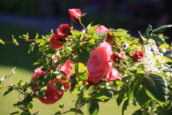 Die Hausrose